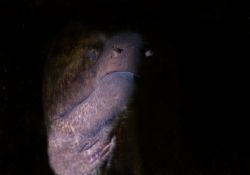 Moray eel, Kona Hi. D-100 by Andy Lerner 